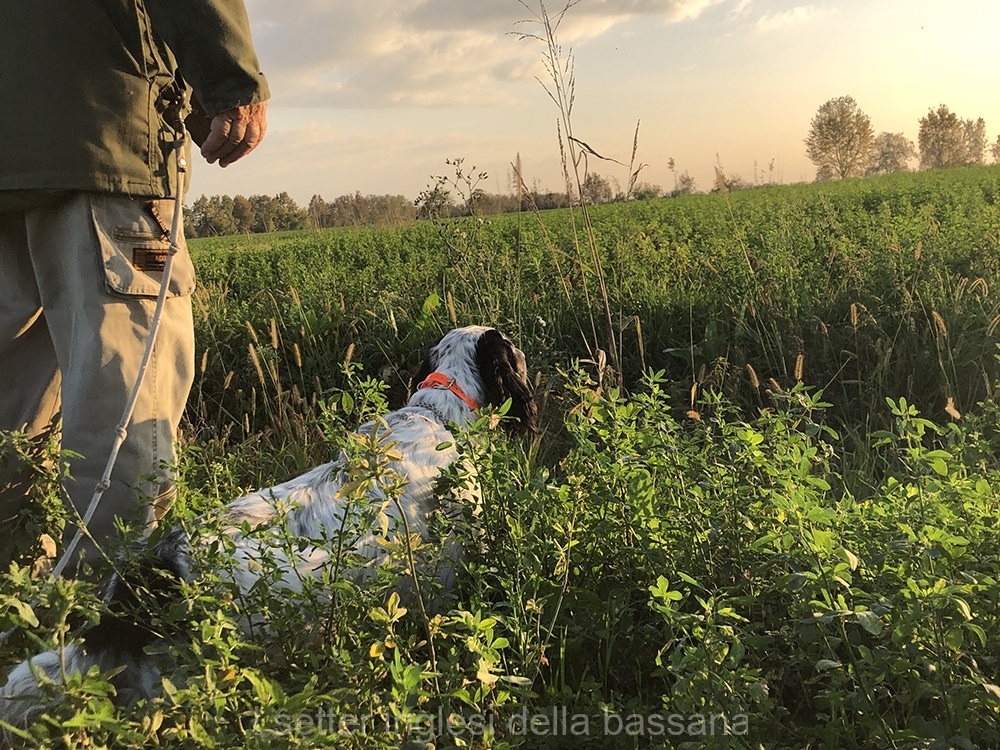 Padre: Galip della Bassana Ch. :: in ferma