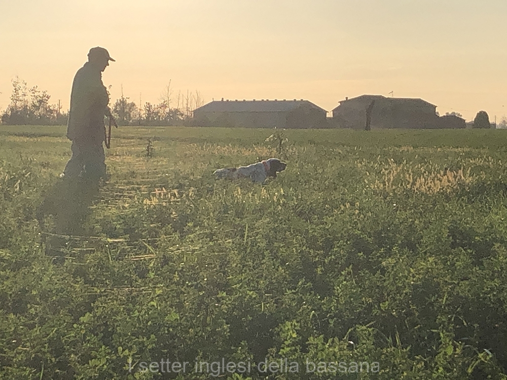 Padre: Galip della Bassana Ch. :: in ferma