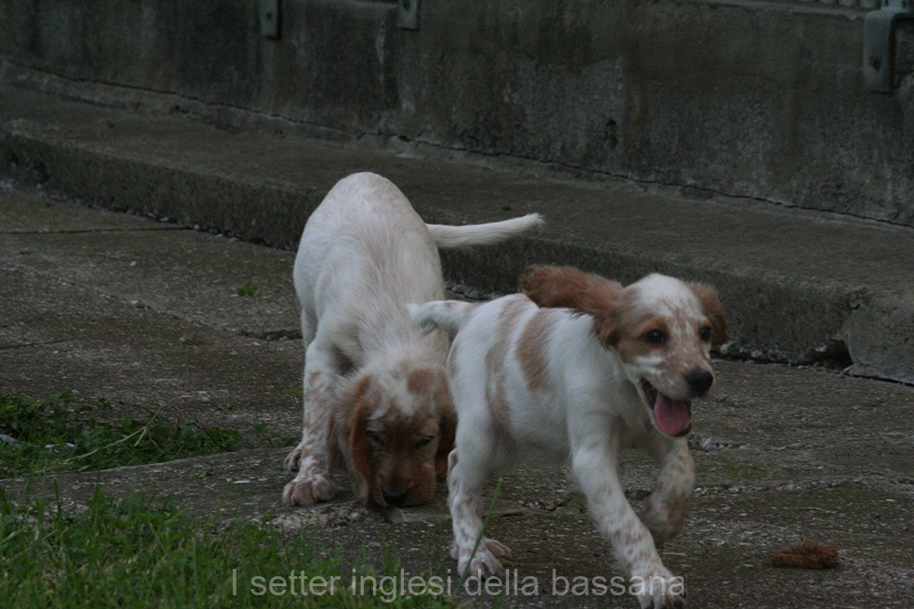 Femmina #3  Bianco arancio