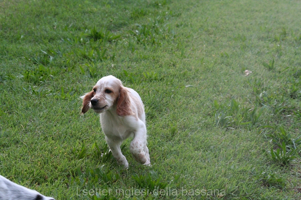Femmina #3  Bianco arancio