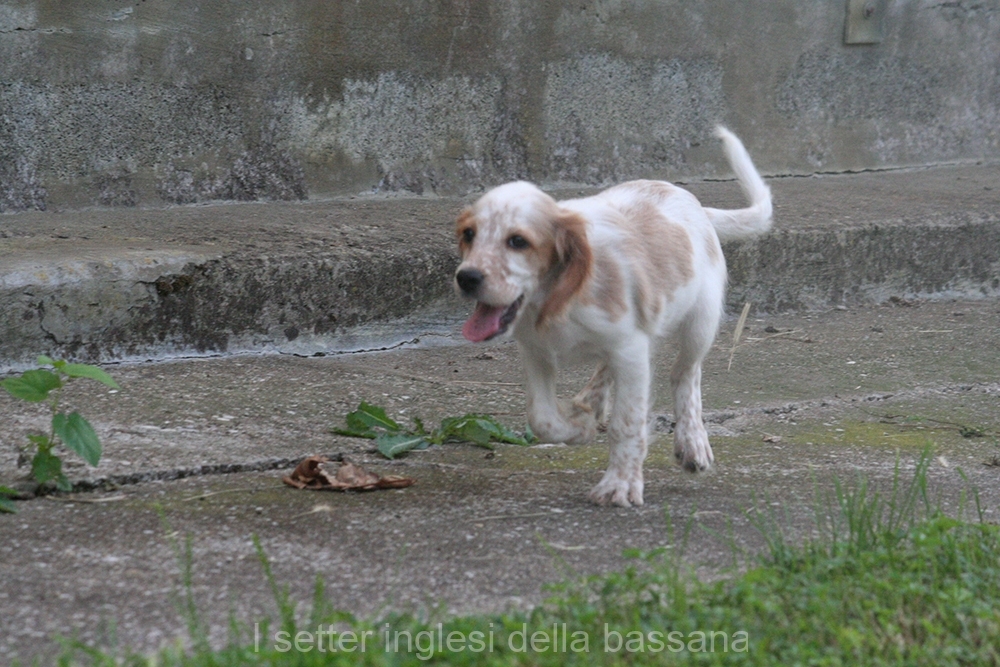 Femmina #3  Bianco arancio