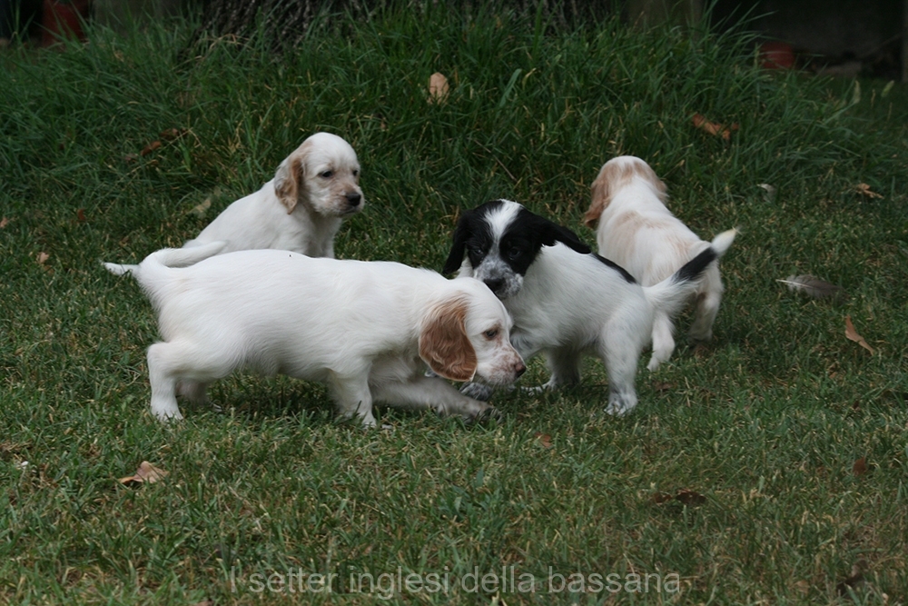 cuccioli : 1 maschio e 5 Femmine