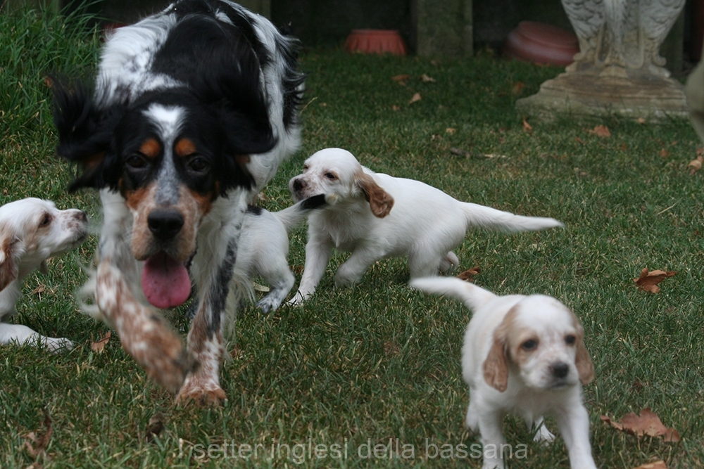 cuccioli : 1 maschio e 5 Femmine