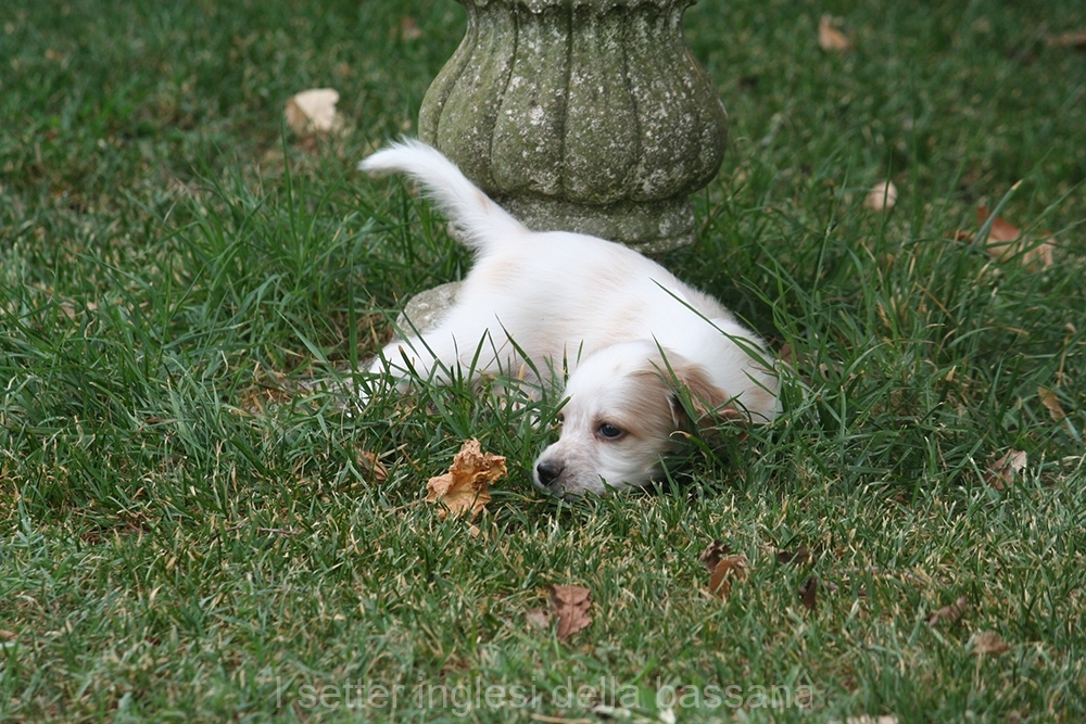 cucciolo : machio bianco arancio