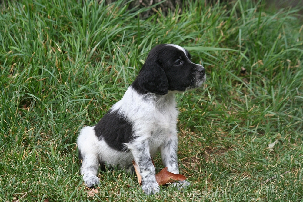 cucciolo : Femmine bianco nera