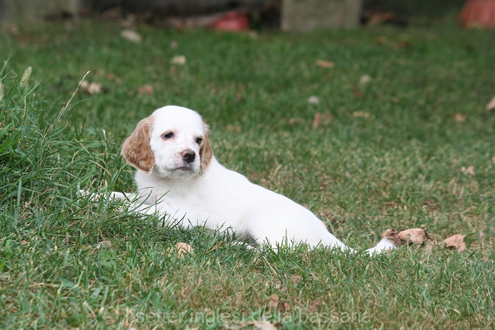 cucciolo : Femmine bianco arancio
