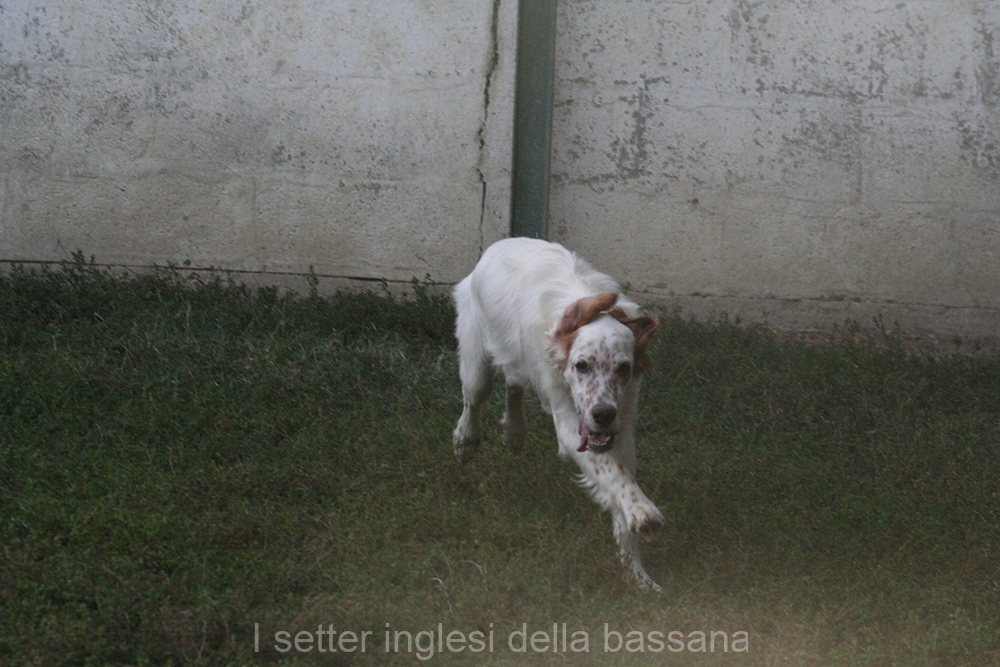 Maschio 