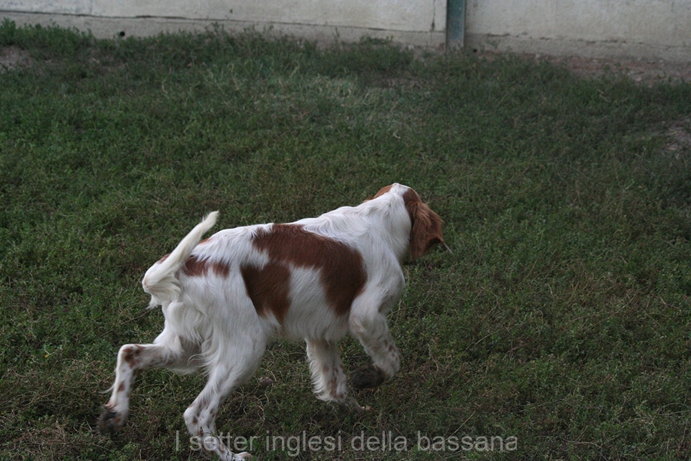 Maschio 