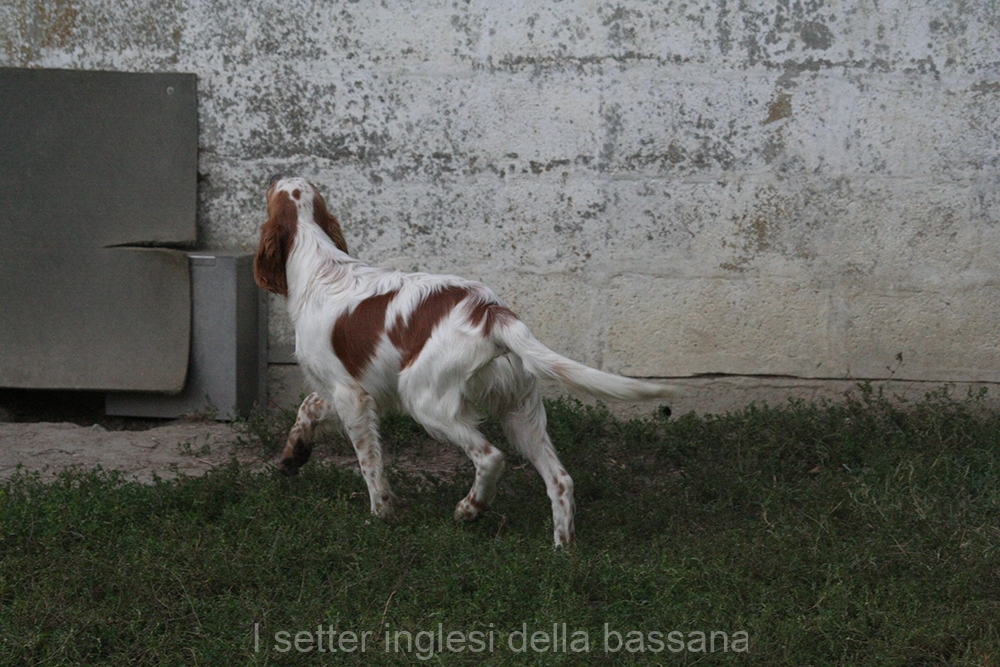 Maschio 