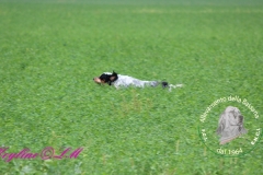 Furbo della Bassana ::  :: campione italiano bellezza lavoro