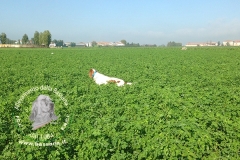 Pilare della Bassana :: campione bellezza lavoro