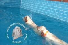 Da Vienna Elisa e India "della Bassana"