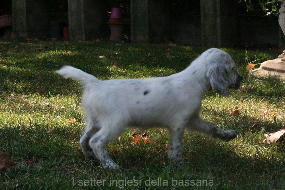 Femmina Bianco nera #4