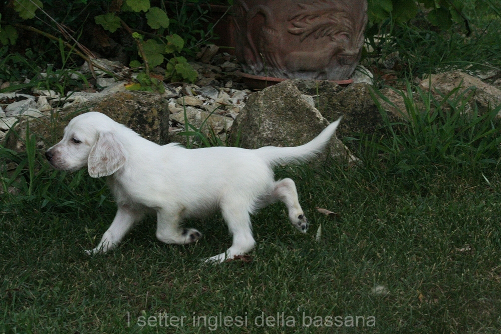 Maschio BA #1
