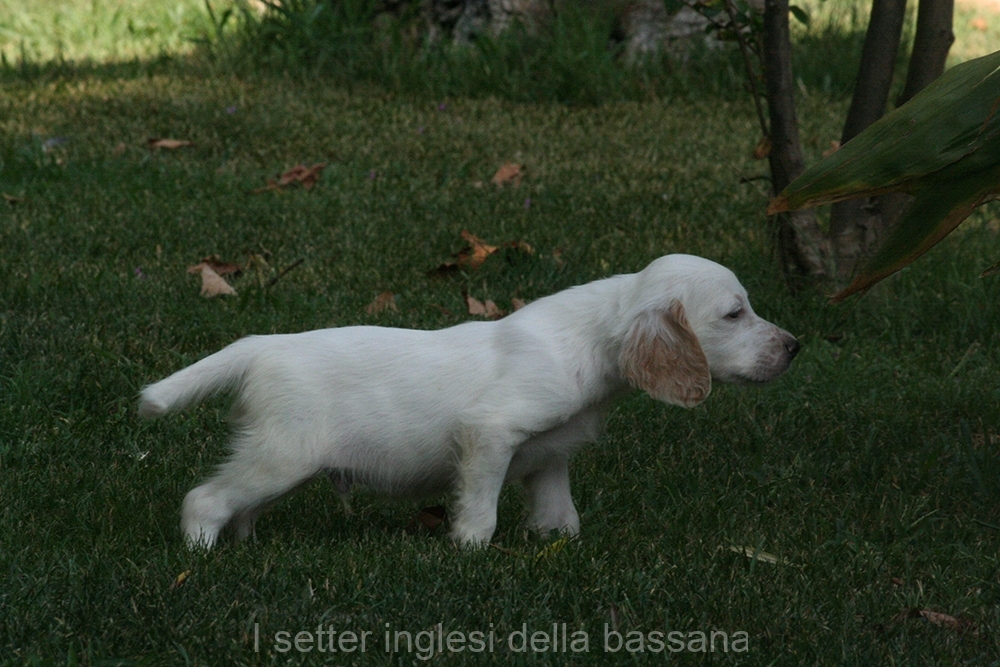 Maschio BA #1