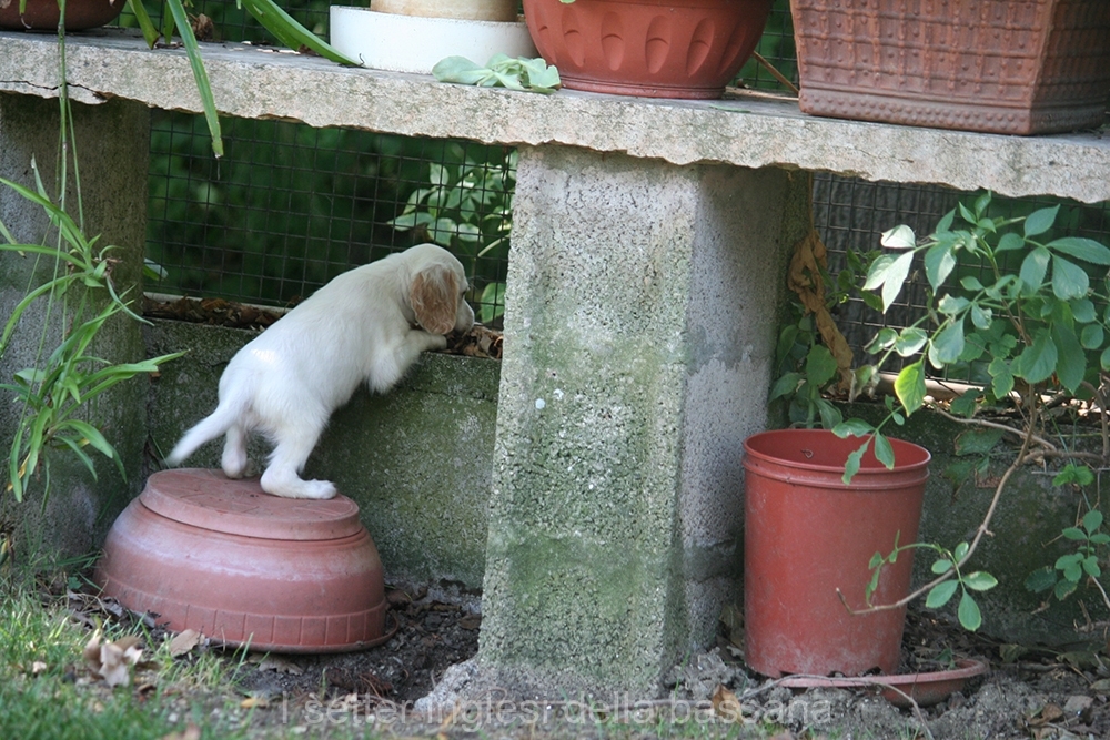 Maschio BA #1